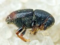 Scolytus rugulosus