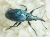 Apioninae