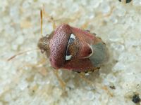 Stagonomus bipunctatus