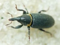 Mecinus collaris