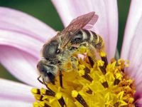Hymenoptera