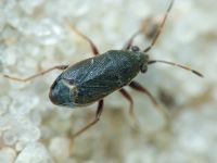 Stygnocoris rusticus