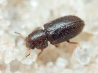Ciidae