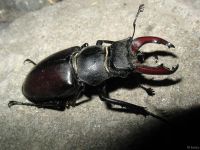 Lucanus cervus