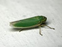 Cicadella viridis