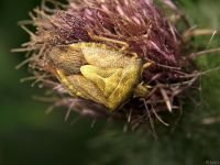 Carpocoris purpureipennis