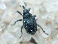 Curculionidae