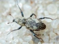 Bagous collignensis