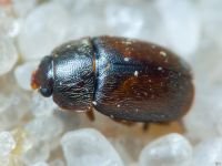 Coleoptera