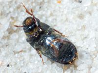 Scolytus sulcifrons
