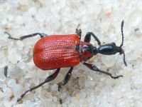 Apoderus coryli