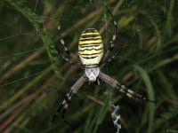 Argiope bruennichi