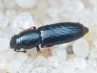 Rhizophagus