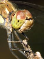 Sympetrum striolatum