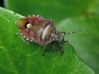 Dolycoris baccarum