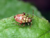 Rhabdomiris striatellus