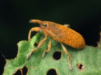 Lixus (Dilixellus) bardanae