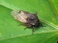 Centrotus cornutus