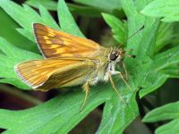 Ochlodes sylvanus