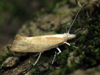 Ypsolopha lucella