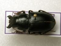 Acinopus ammophilus