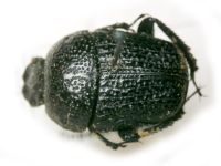 Gymnopleurus flagellatus
