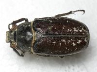 Polyphylla fullo