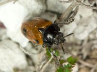 Clytra quadripunctata