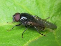 Cheilosia albitarsis