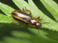 Prasocuris (Prasocuris) phellandrii