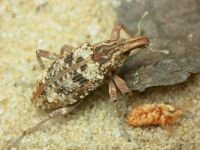 Coniocleonus hollbergii