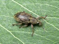 Sitona languidus