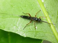 Liotryphon