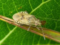 Stictopleurus punctatonervosus