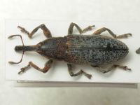 Lixus (Eulixus) punctiventris