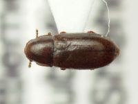 Orthocis pseudolinearis