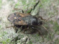 Megalonotus chiragra