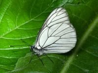 Aporia crataegi