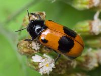 Clytra laeviuscula
