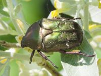 Protaetia metallica