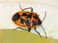 Eurydema (Rubrodorsalium) spectabilis