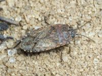 Emblethis denticollis