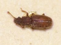 Monotoma conicithorax