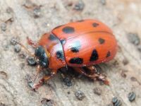 Gonioctena decemnotata