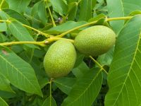 Juglans regia