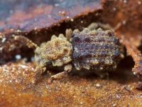 Nosodomodes diabolicus