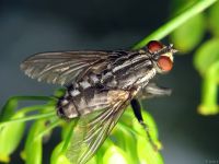 Sarcophagidae