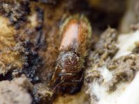 Cryptophagus lycoperdi