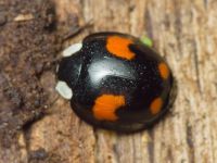 Harmonia axyridis