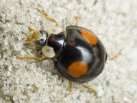 Harmonia axyridis